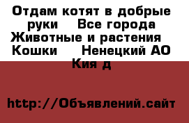 Отдам котят в добрые руки. - Все города Животные и растения » Кошки   . Ненецкий АО,Кия д.